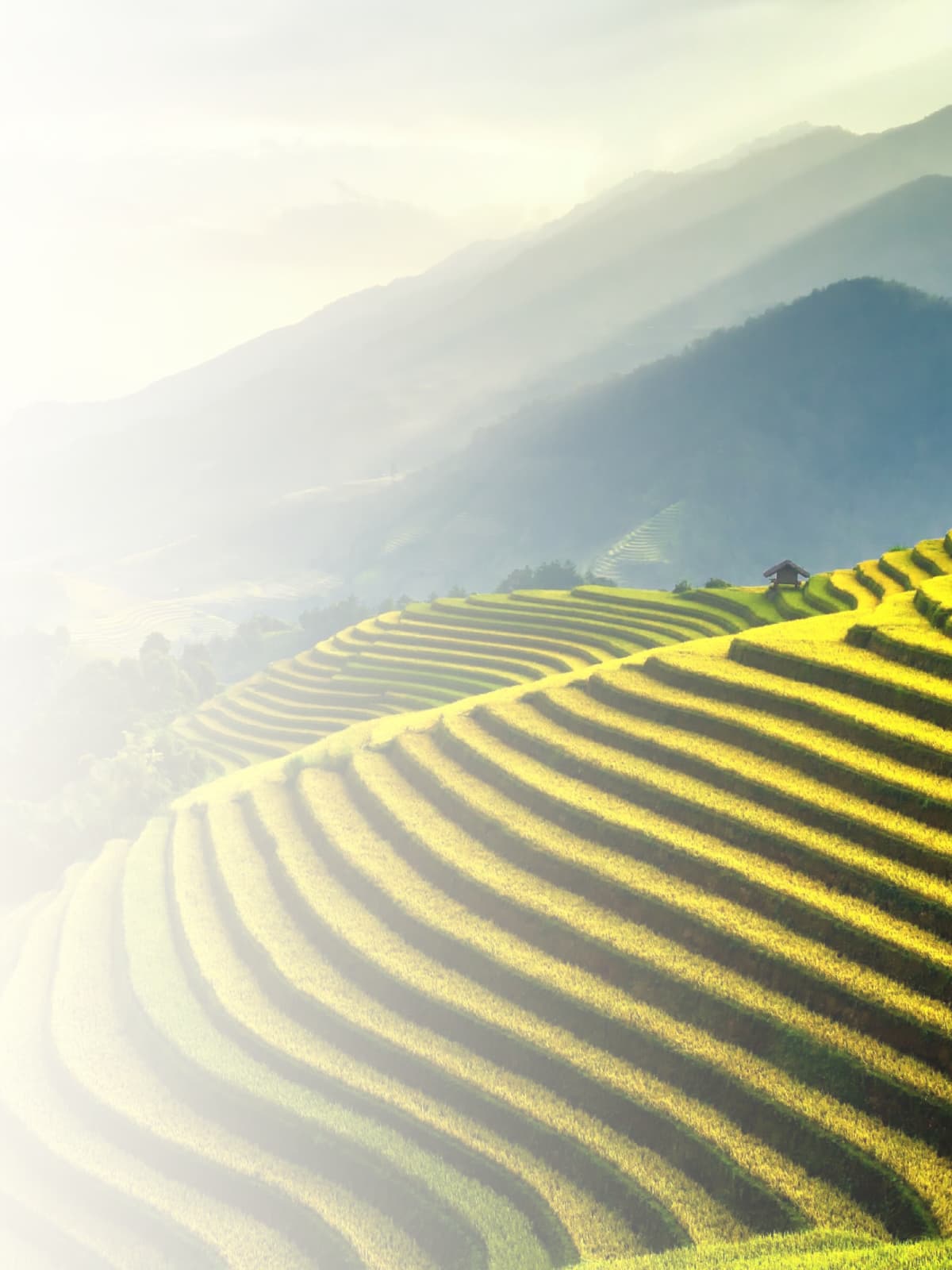 Sunlit terraced rice fields in Vietnam