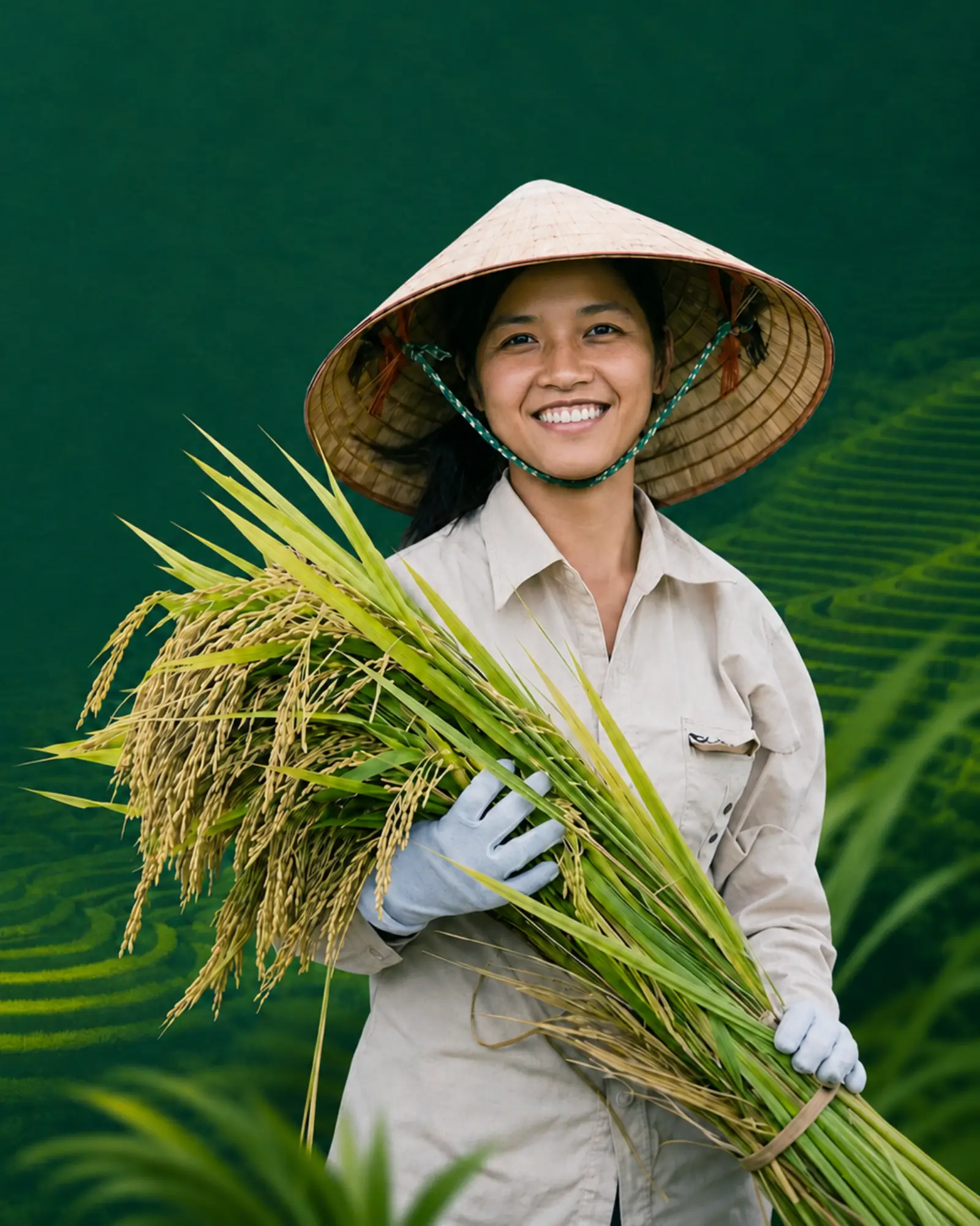 Farmers collecting rice straw after harvest