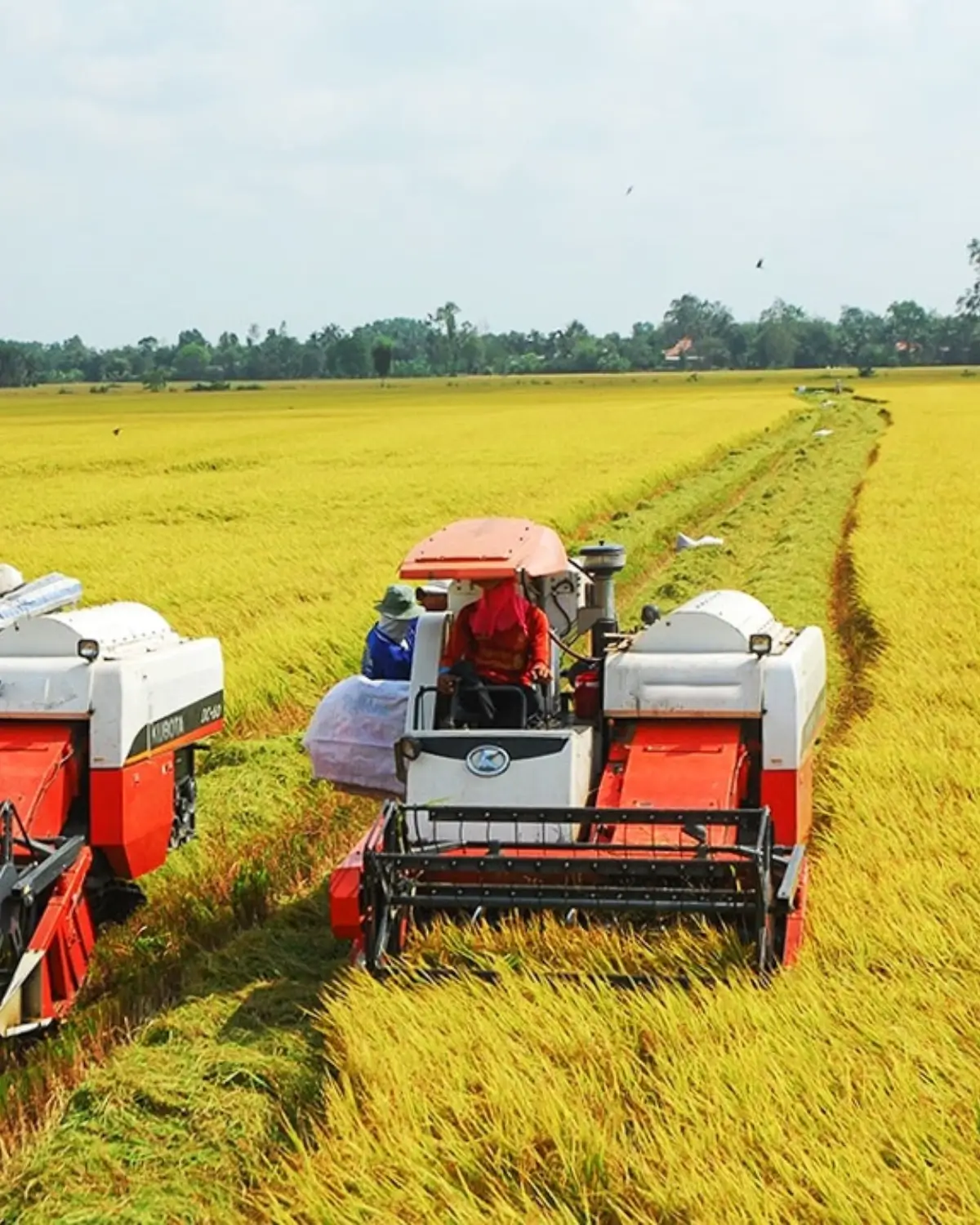 Harvested rice straw in the field
