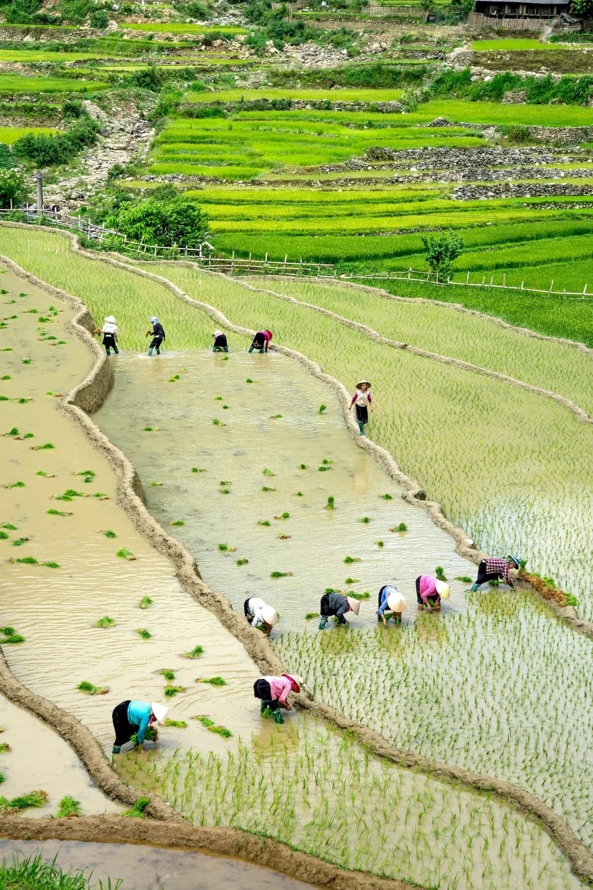 Farmers working together in a rice field